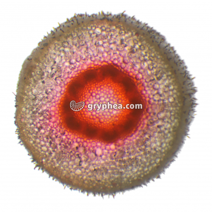 Tige Cyclamen après traitement à l'éosine CT x8 - gryphea.org